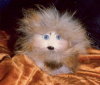 baby fizzgig